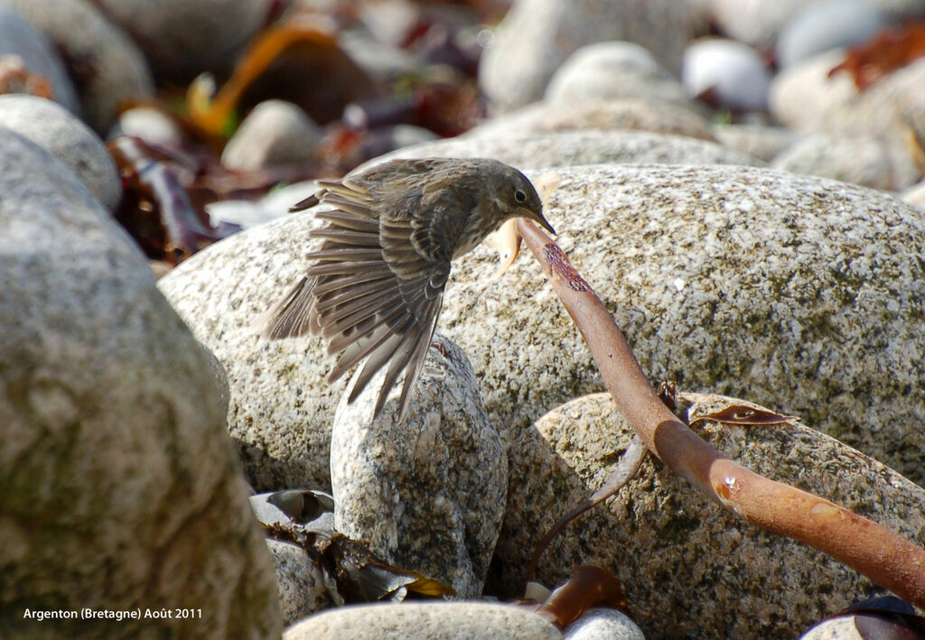 European Rock Pipitadult