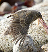 Eurasian Rock Pipit