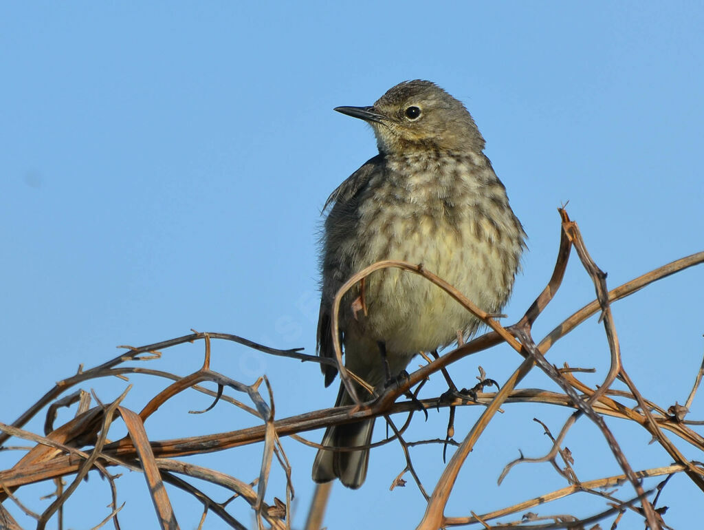 Pipit maritimeadulte, identification