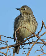 Eurasian Rock Pipit