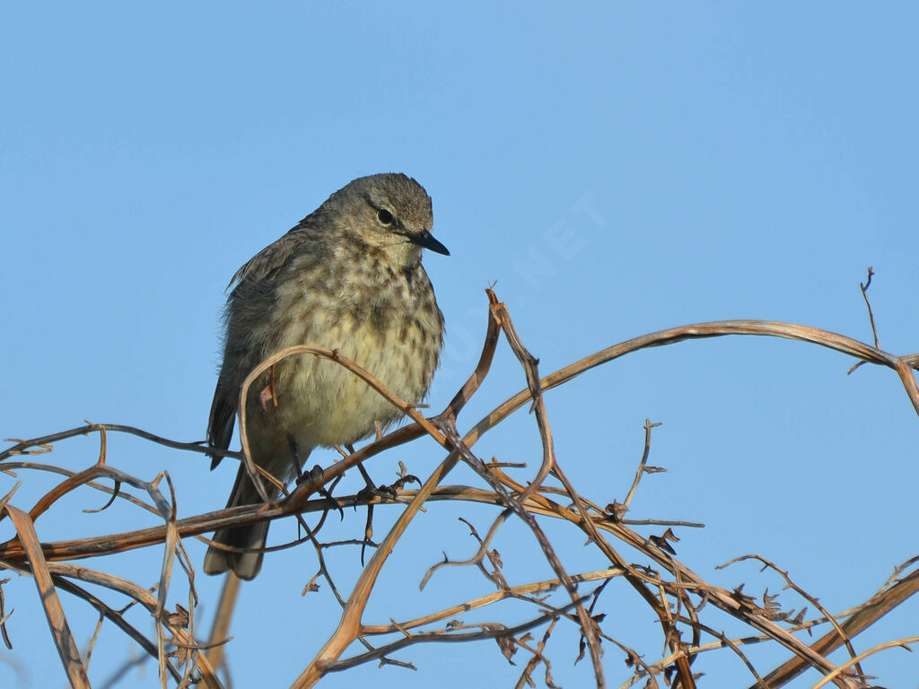 Pipit maritimeadulte, identification