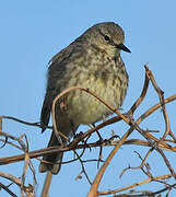 European Rock Pipit