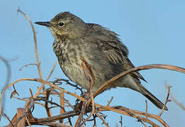 Eurasian Rock Pipit