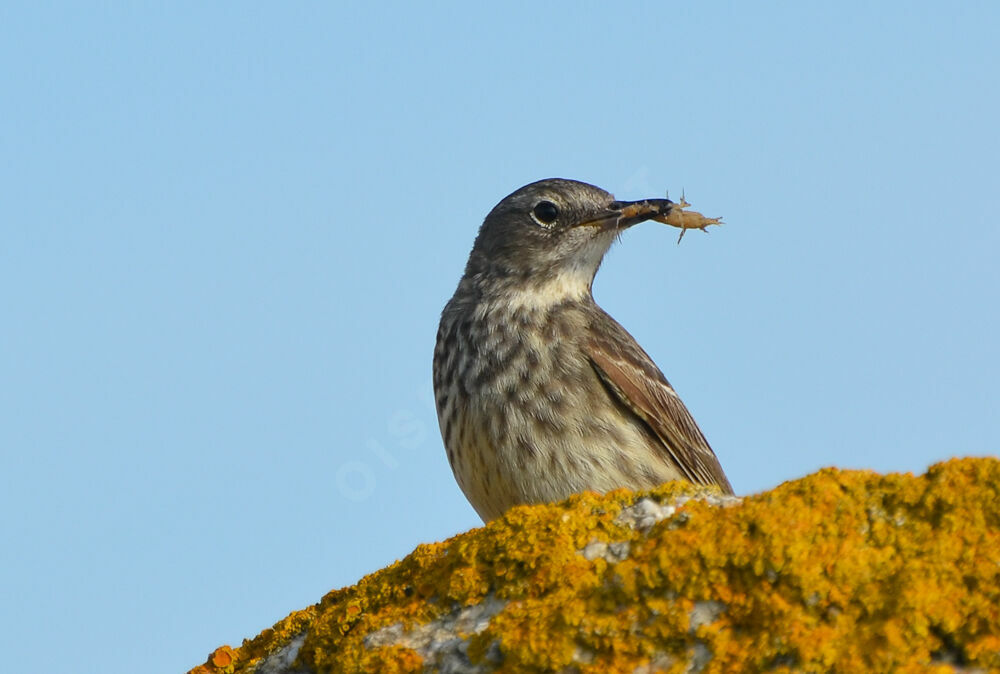 European Rock Pipitadult, feeding habits