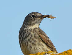 Eurasian Rock Pipit