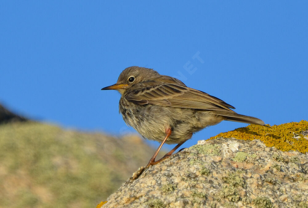 European Rock Pipitimmature