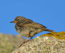 Eurasian Rock Pipit