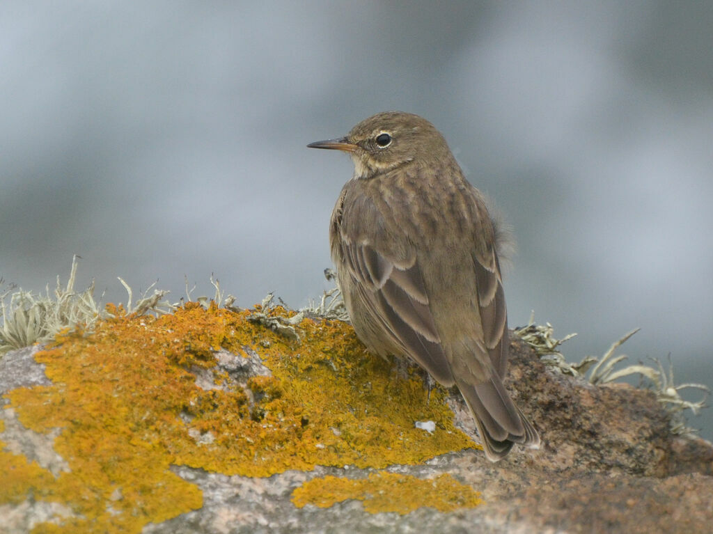 European Rock Pipitadult