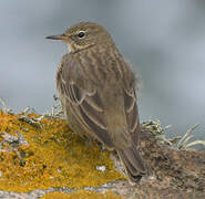 Eurasian Rock Pipit