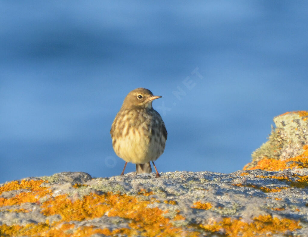 European Rock Pipit