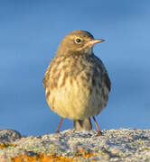 European Rock Pipit