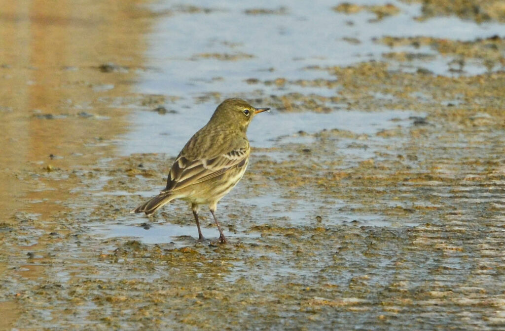 Pipit maritimeadulte