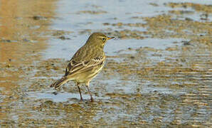 European Rock Pipit