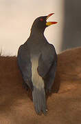 Yellow-billed Oxpecker