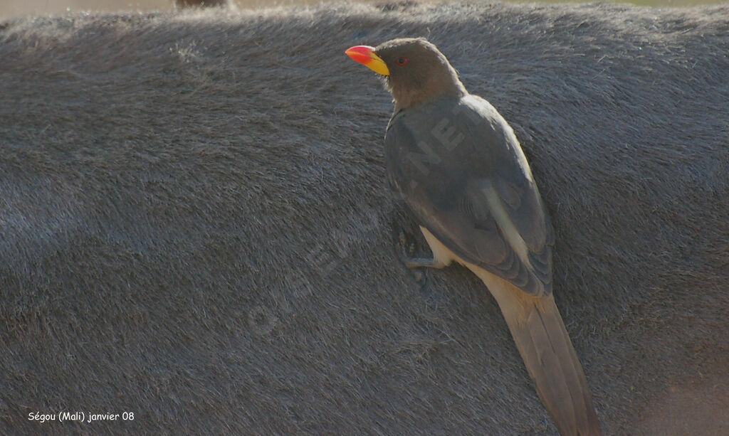 Yellow-billed Oxpeckeradult