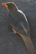 Yellow-billed Oxpecker