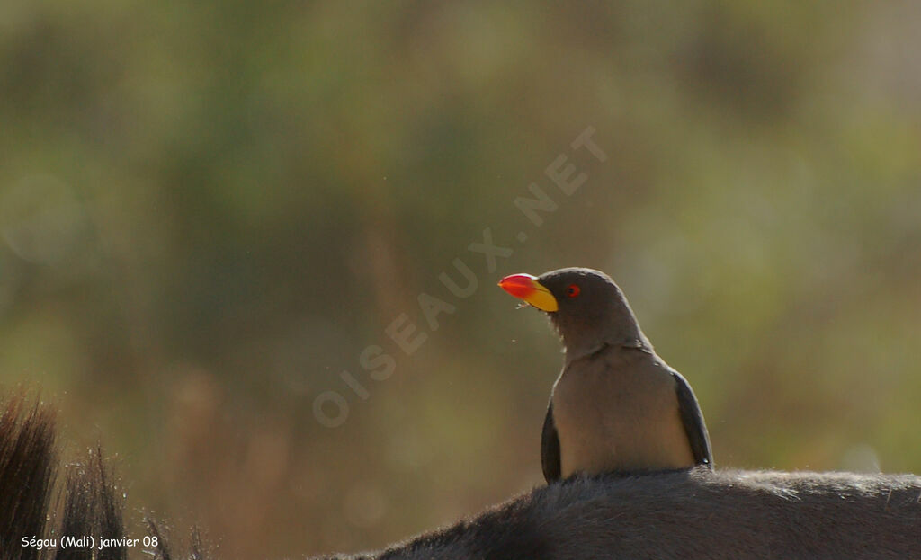 Yellow-billed Oxpeckeradult