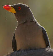 Yellow-billed Oxpecker