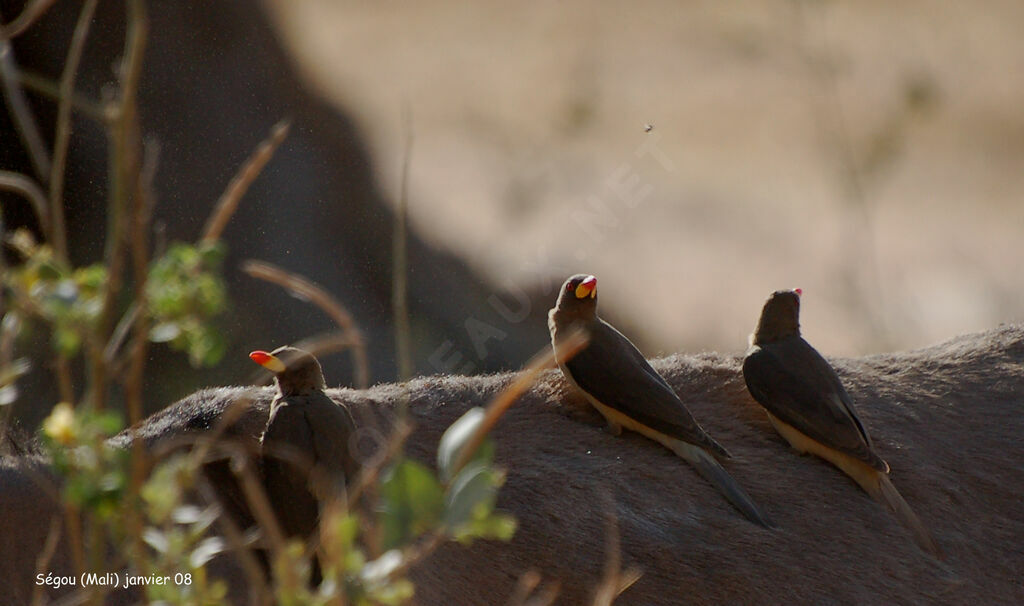 Yellow-billed Oxpeckeradult