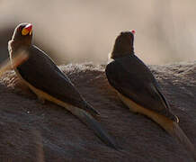 Yellow-billed Oxpecker