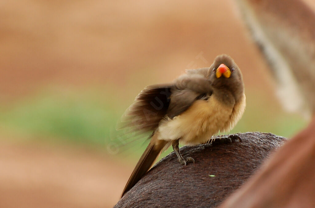 Yellow-billed Oxpecker