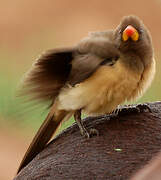 Yellow-billed Oxpecker