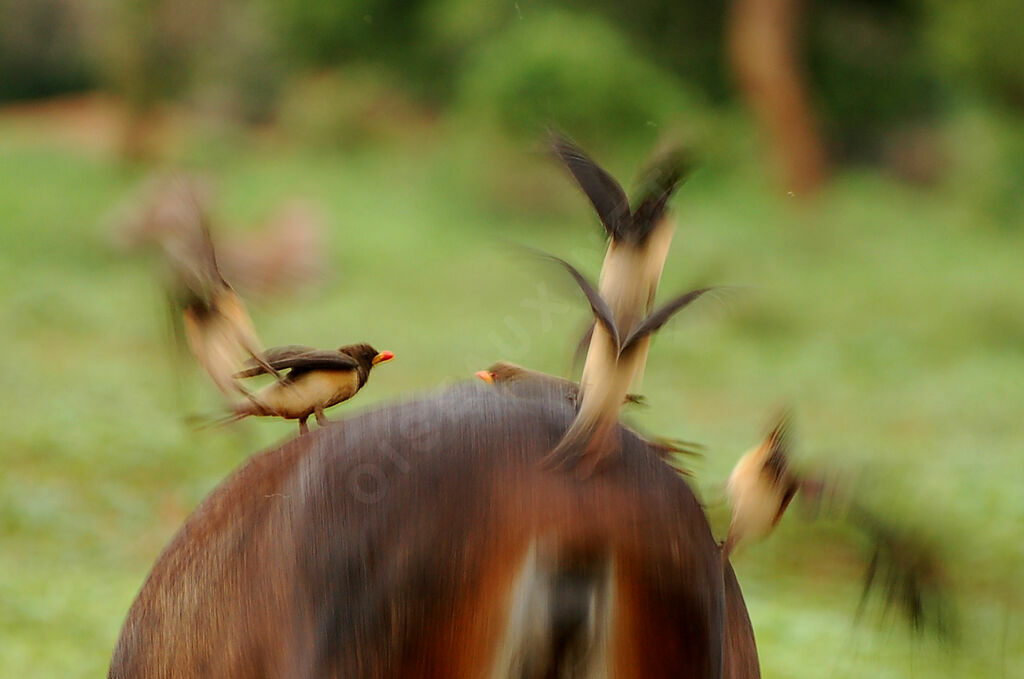 Yellow-billed Oxpecker, Behaviour