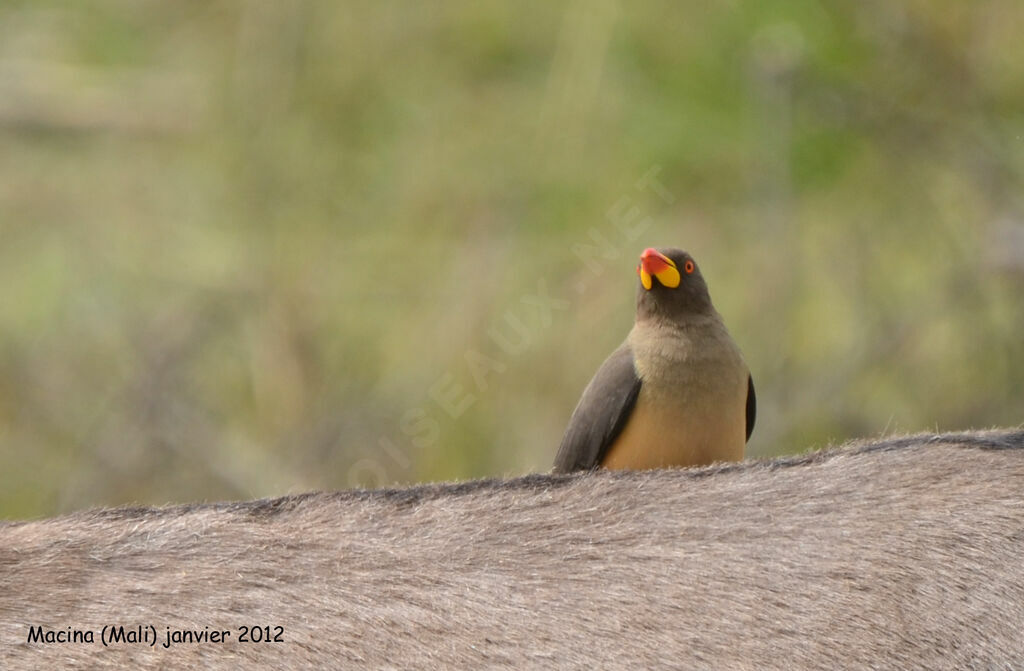 Yellow-billed Oxpecker