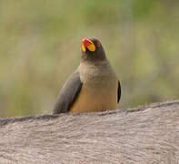 Yellow-billed Oxpecker