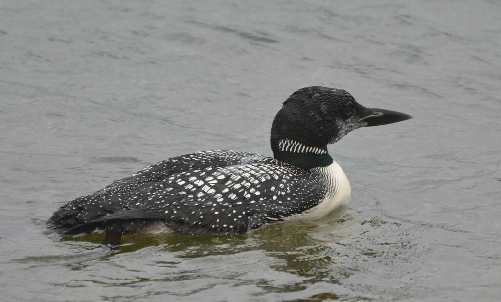 Plongeon imbrinadulte nuptial, identification