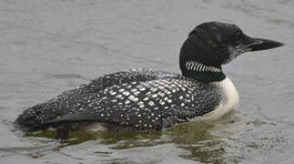 Common Loon