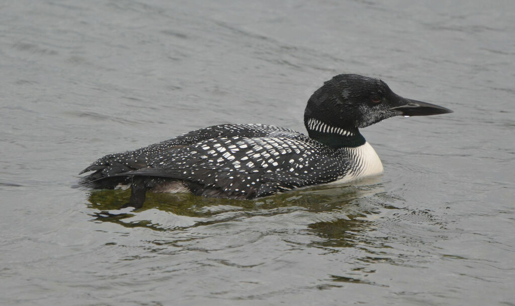 Common Loon