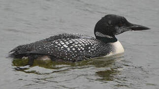 Common Loon