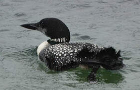 Common Loon