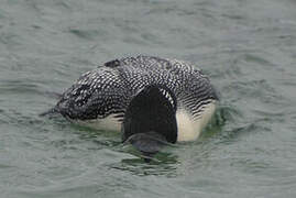 Common Loon