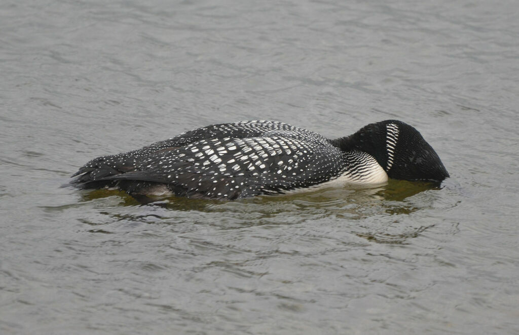 Common Loonadult