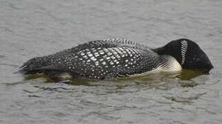 Common Loon