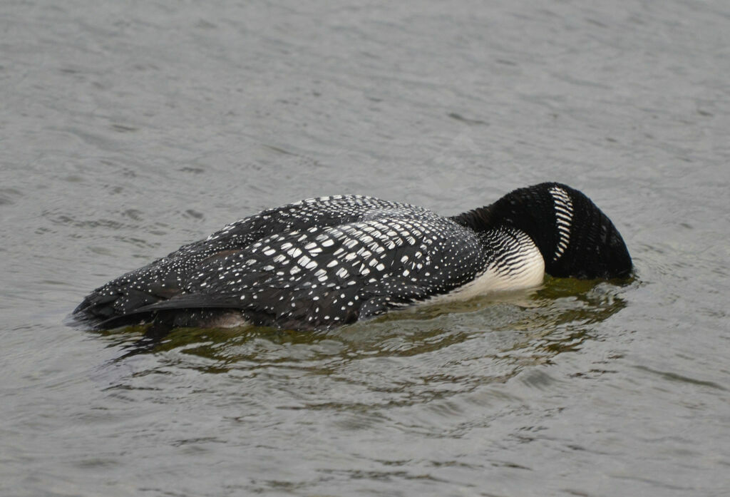 Plongeon imbrinadulte