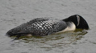 Common Loon