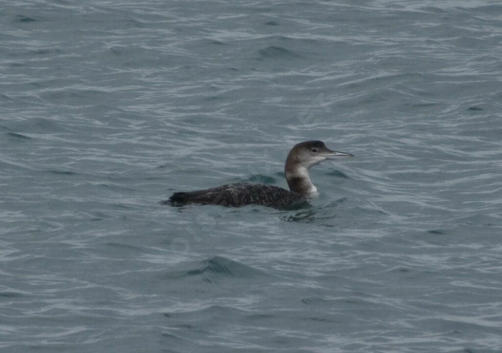 Common Loonadult post breeding