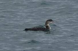 Common Loon