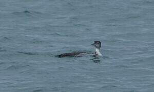 Common Loon