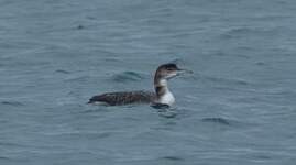 Plongeon imbrin