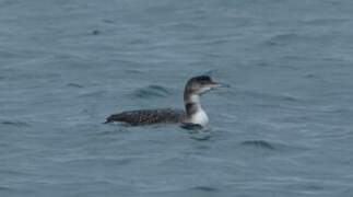 Common Loon