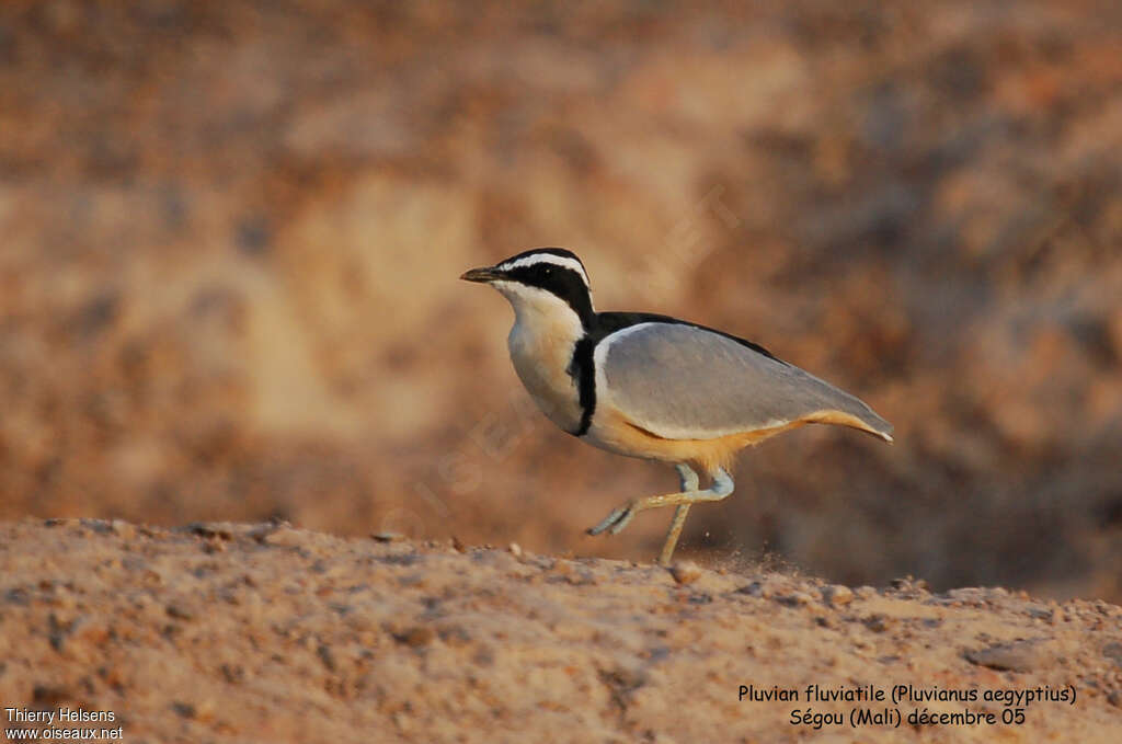 Pluvian fluviatileadulte, identification