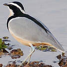 Pluvian fluviatile