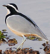 Egyptian Plover