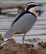 Egyptian Plover