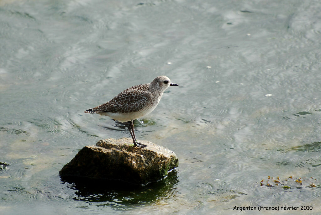 Grey Plover, identification