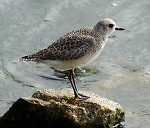 Grey Plover